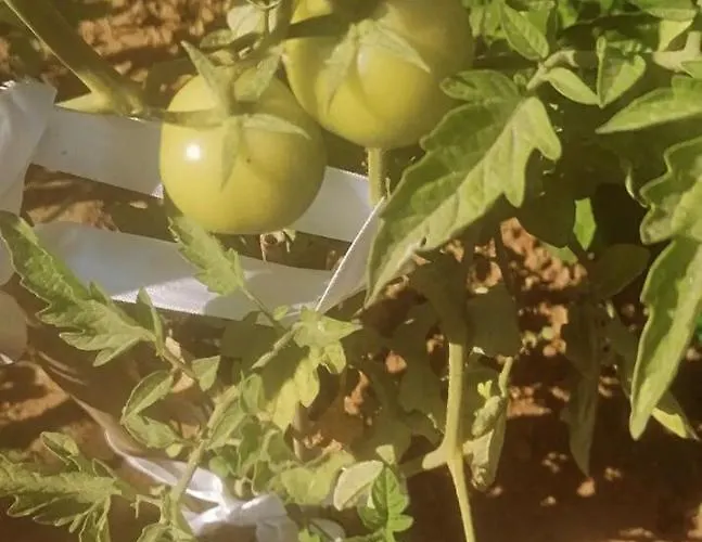 Otel Benjamin Gümüşlük