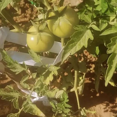 Hotel Benjamin Gümüşlük